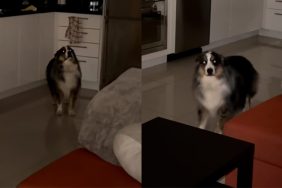 Dog stealth mode