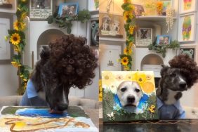 dog painting video