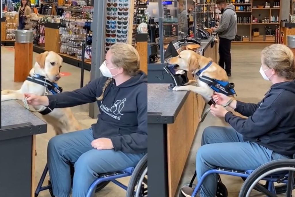 service dog training video