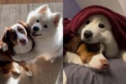 dog puppy video