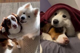 dog puppy video