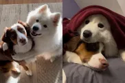 dog puppy video