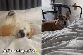 Dog’s morning routine for breakfast.