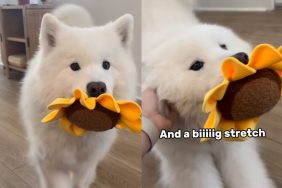 Dog’s helicopter tail.