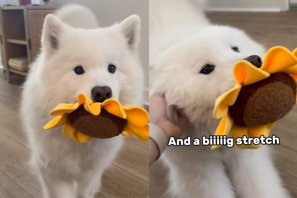 Dog’s helicopter tail.