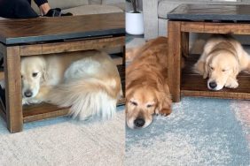 dog coffee table
