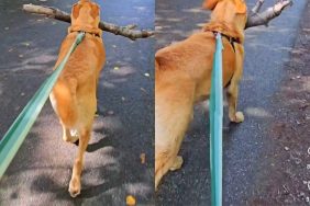 dog big stick