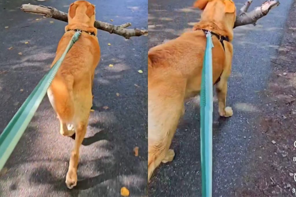 dog big stick