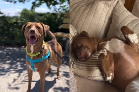 rescue dog pit bull instagram