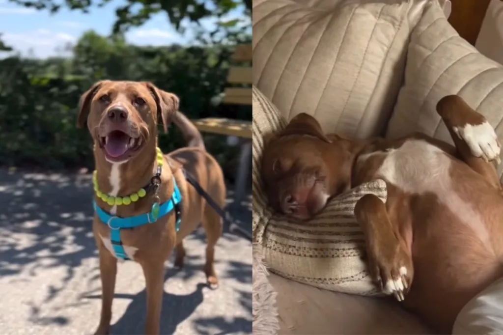 rescue dog pit bull instagram