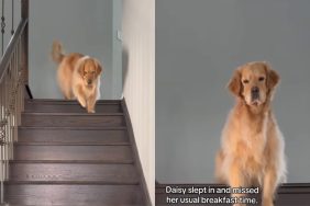 dog breakfast video