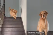 dog breakfast video