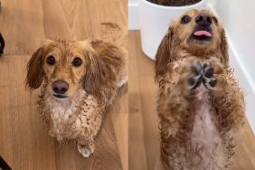 dog shield video.