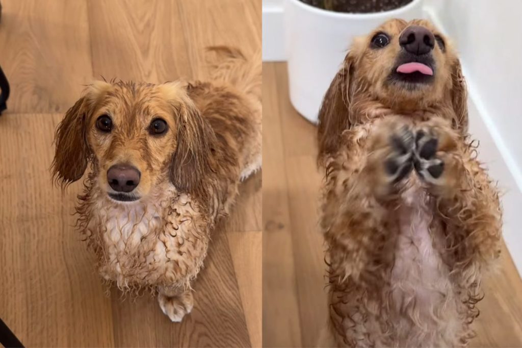 dog shield video.