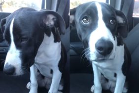 shelter dog adoption video