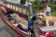rescue dog legacy video