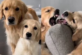 Two dogs video