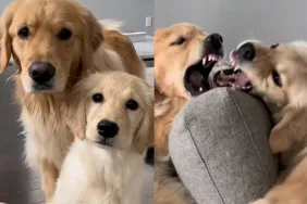 Two dogs video