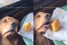 dog snack video