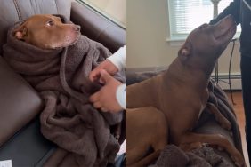Pit Bull baby video