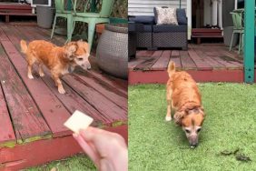 foster dog video