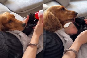 mom dog feed video