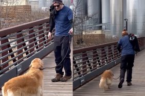 dog fear of bridge