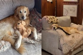 dog new couch video