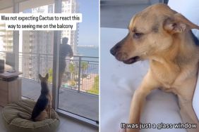 rescue dog owner video
