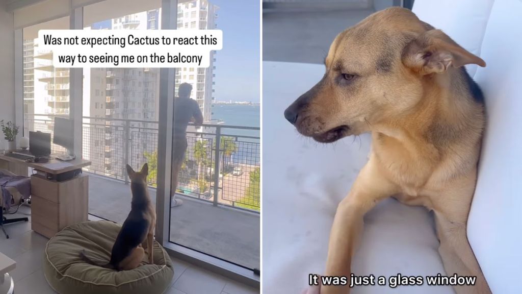 rescue dog owner video