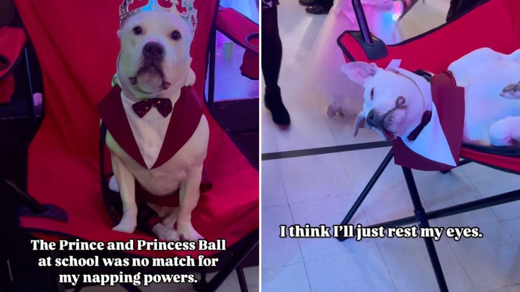 deaf therapy dog ball video