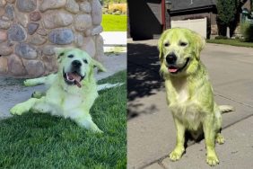 white dog freshly cut grass