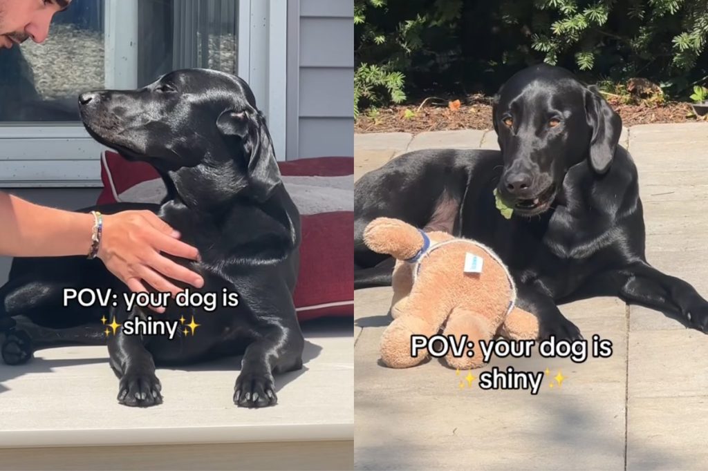 shiny dog video