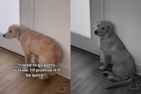 dog let outside