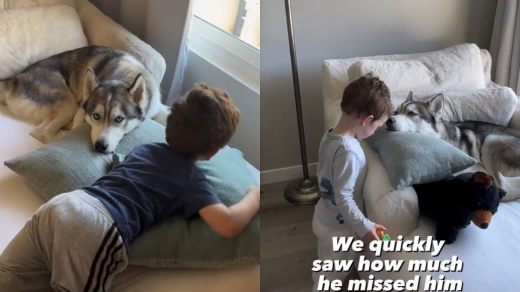Video Shows How Dog's Life Changed When Owner's Baby Grew Up