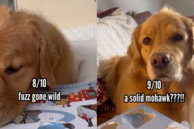 Owner's Video Reveals Dog's 'Bed Head' Hairstyles