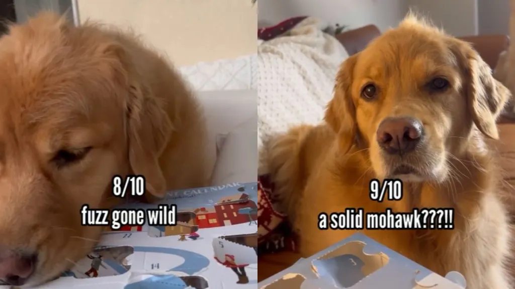 Owner's Video Reveals Dog's 'Bed Head' Hairstyles