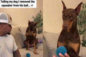 Video: Dog Reacts After Owner Admits Making Changes To Squeaky Ball