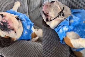 Video: Dog Acts & Sleeps Like 'He's Just Worked a Late Shift'