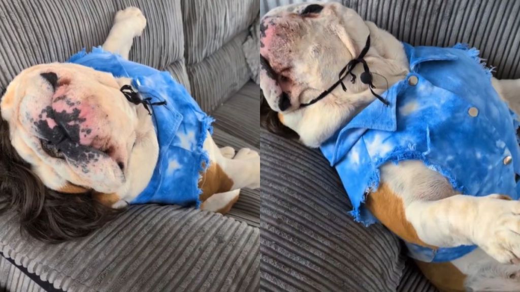 Video: Dog Acts & Sleeps Like 'He's Just Worked a Late Shift'