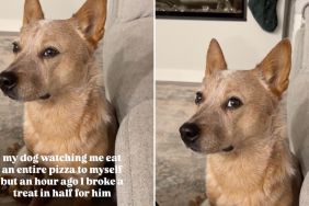 dog pizza video