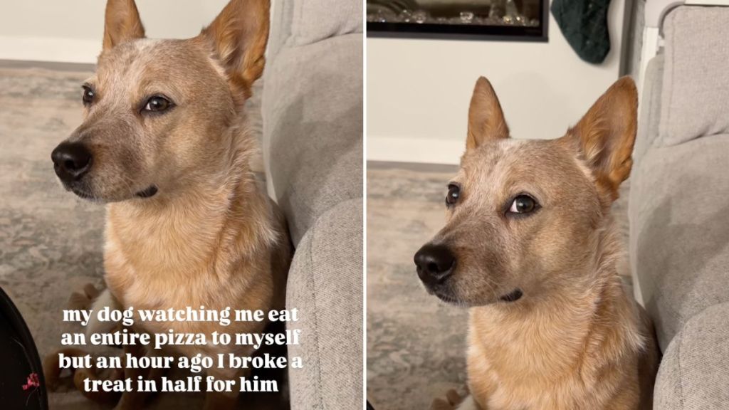 dog pizza video