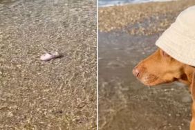 dog shoes video