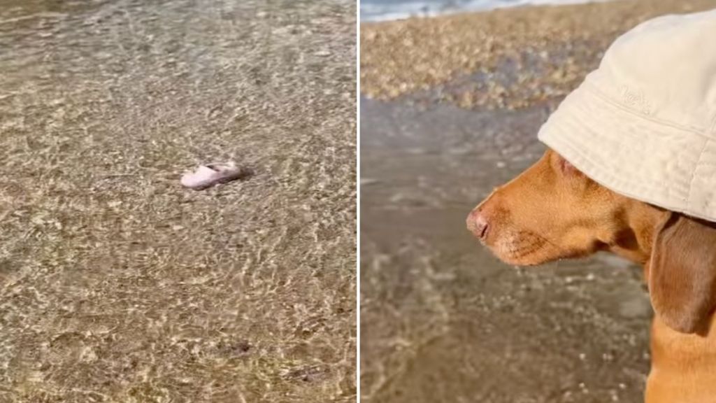 dog shoes video