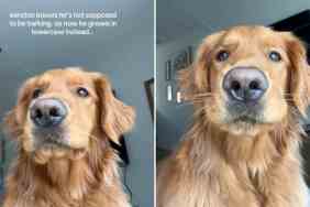 dog growling in lowercase