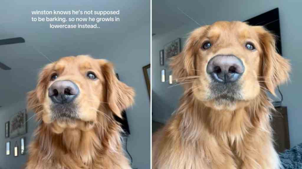 dog growling in lowercase