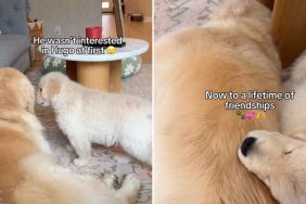 dog new puppy video