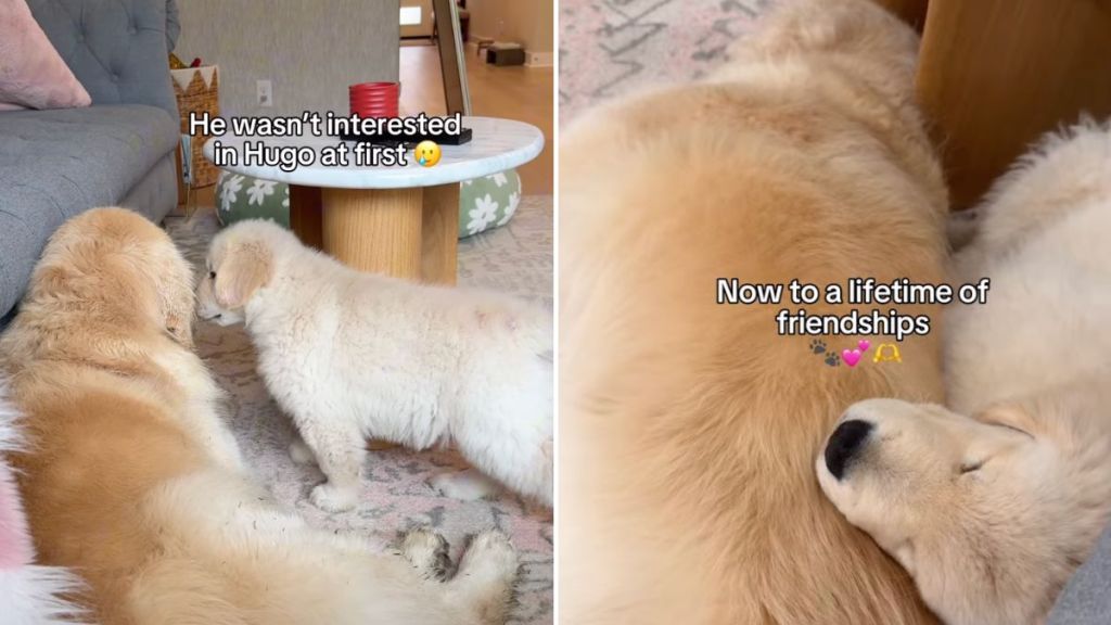 dog new puppy video