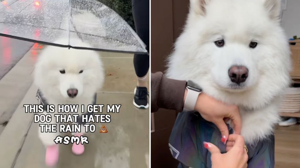 dog hates rain video