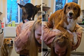 dog jumping owner's back
